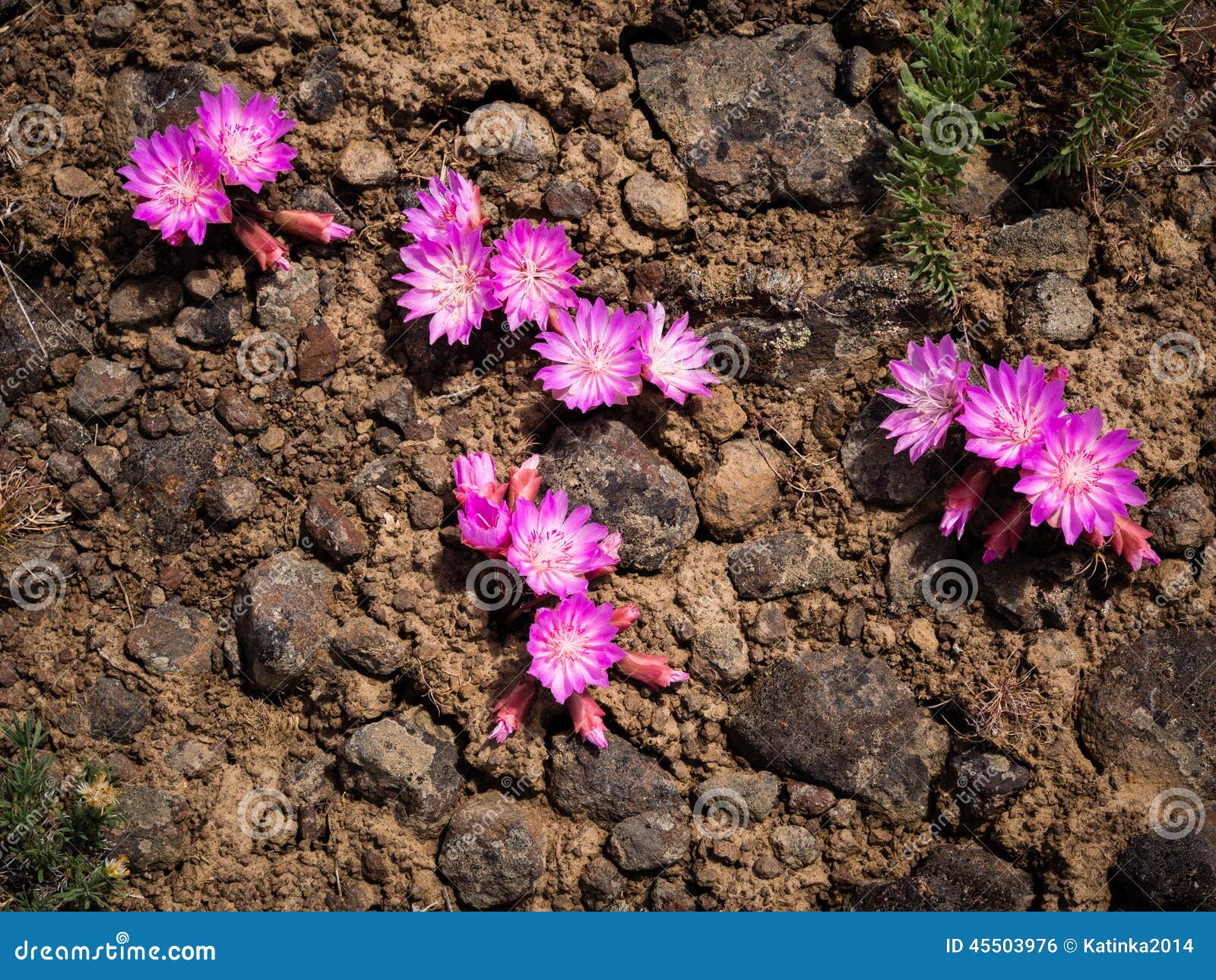 Pink Wildflowers in the Desert of Eastern Washington Stock Photo