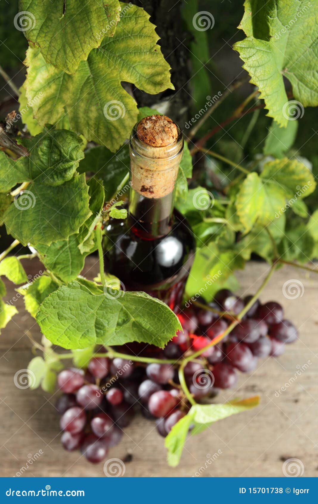 Pink wine stock photo. Image of ripe, leaf, outdoors 15701738