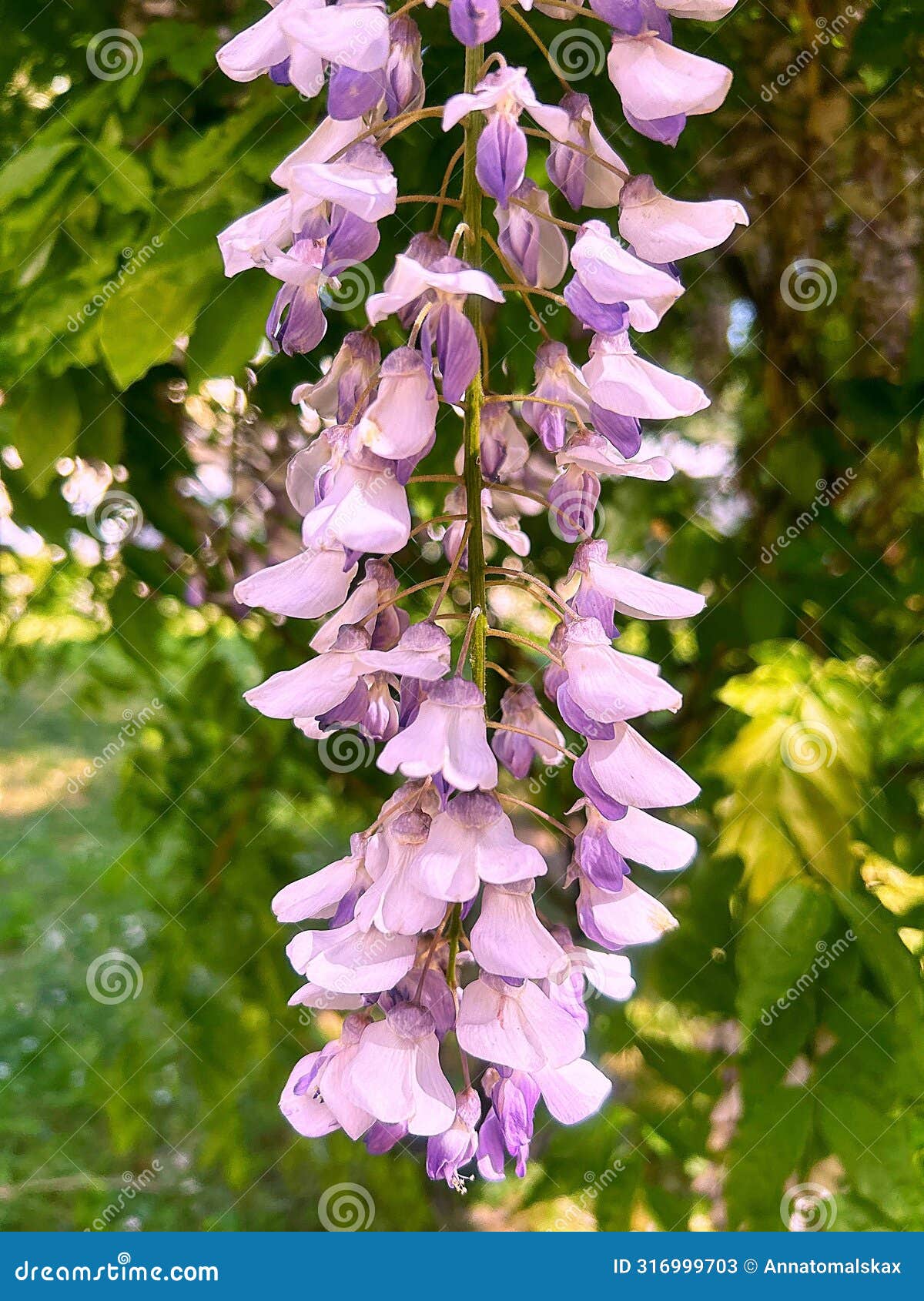 pink wisteria, spring flowers, hanging flower rhizomes, long hanging wisteria buds, may flowers