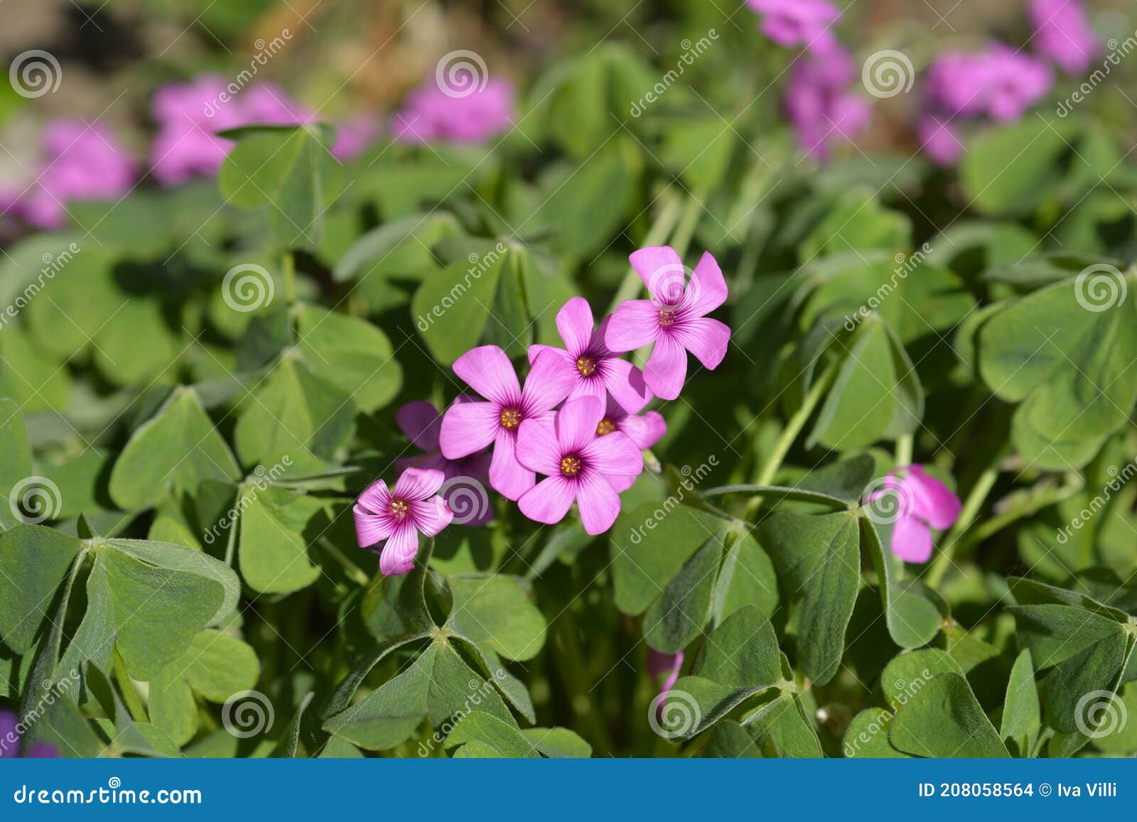 Pink Wood Sorrel Stock Photo Image Of Plant Wood Close Pink Wood Sorrel Stock Photo Image Of Plant Wood Close