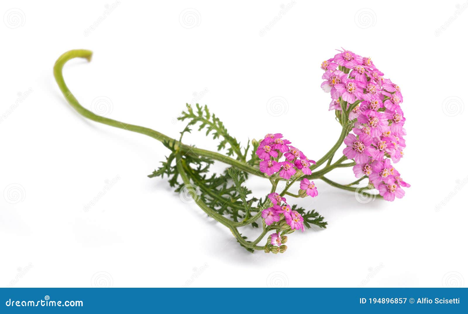 Yarrow Flowers Line Up Behind Driftwood. Oyster River Nature Park ...