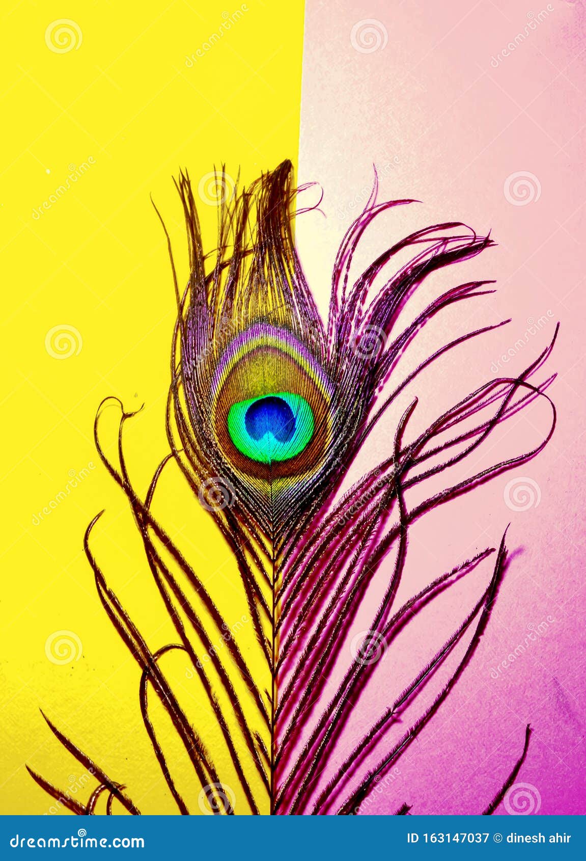 Peacock Feather PNG, Vector, PSD, and Clipart With Transparent Background  for Free Download | Pngtree