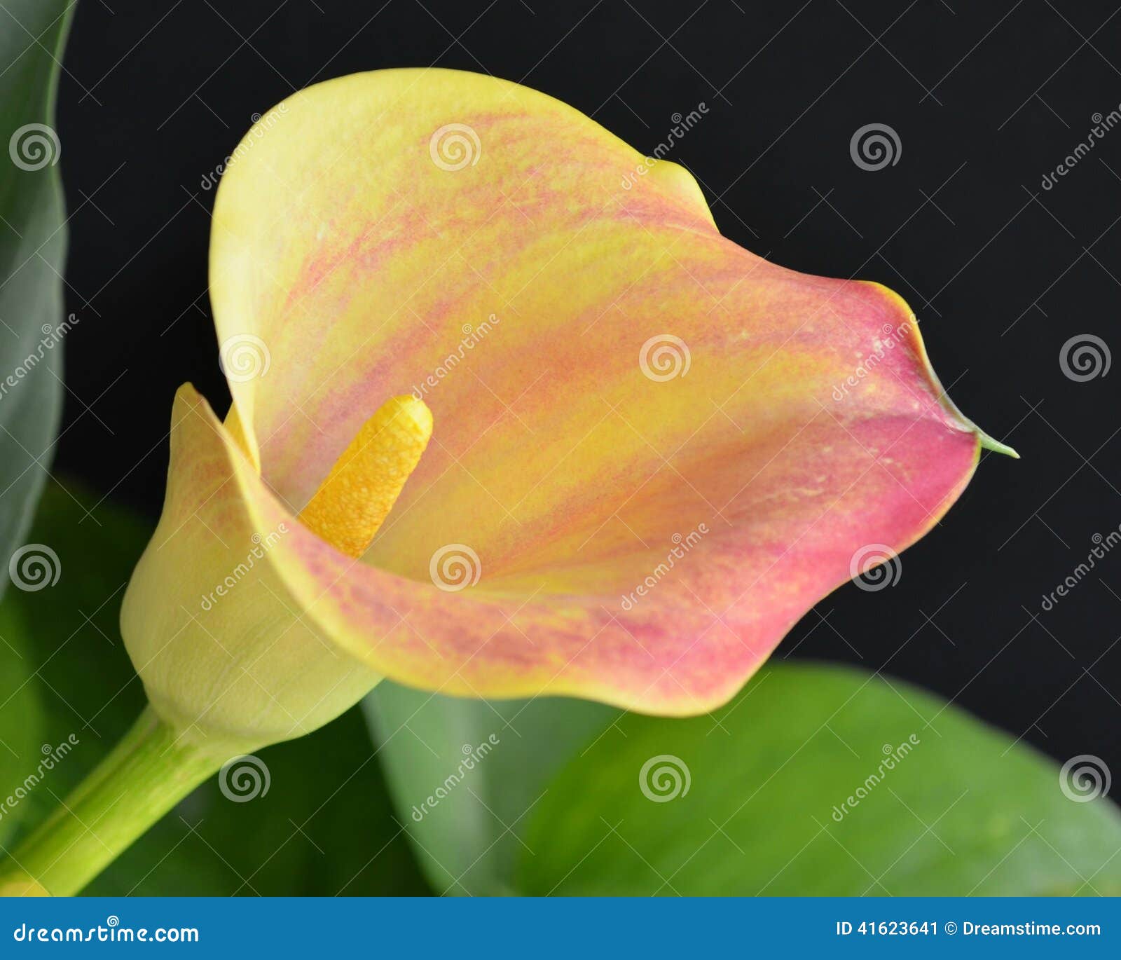 Pink and yellow calla lily stock image. Image of pink - 41623641