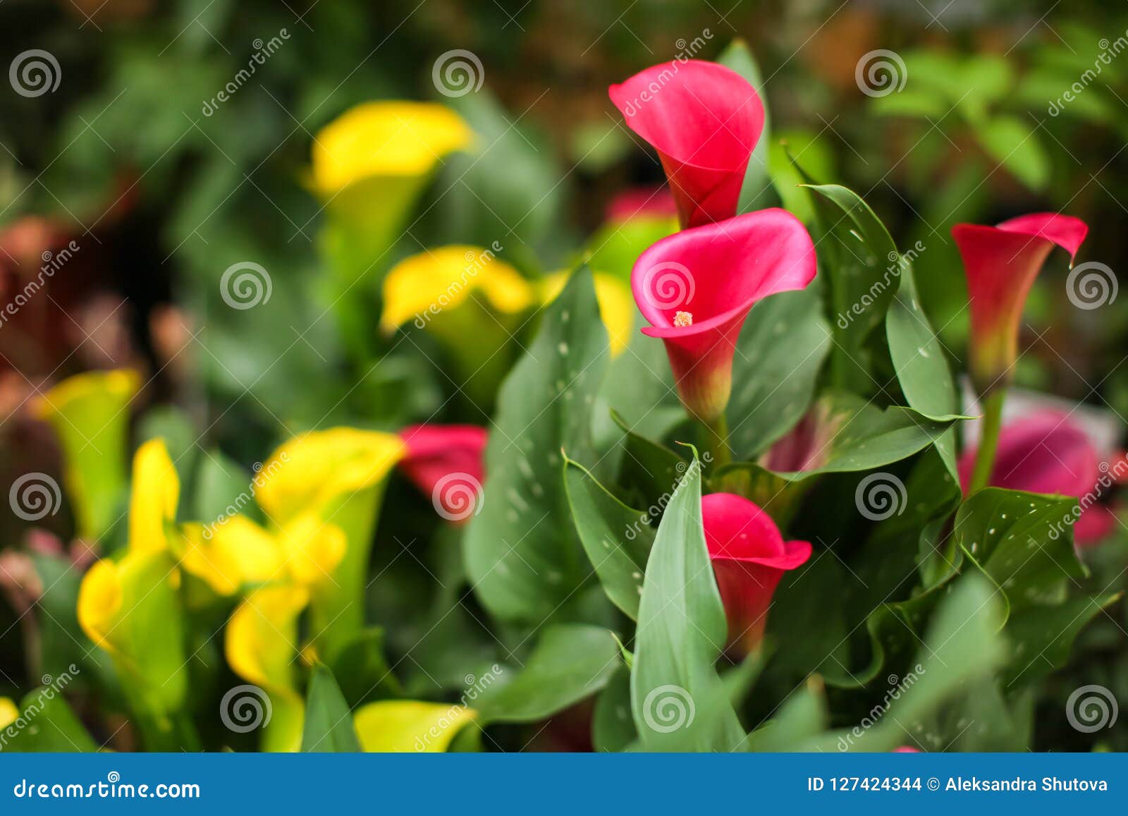 Pink and Yellow Calla Lily Flowers in Bloom on Display at the Farmers ...