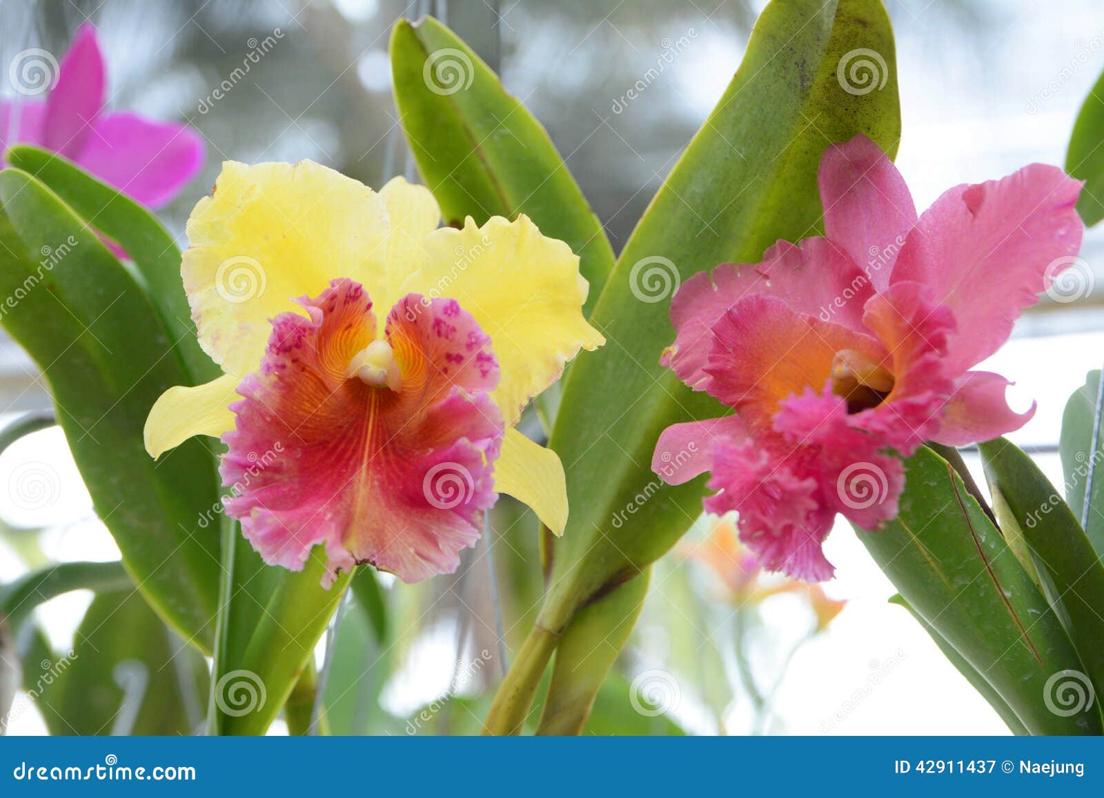 656 Cattleya Orange Orchid Stock Photos - Free & Royalty-Free Stock Photos  from Dreamstime