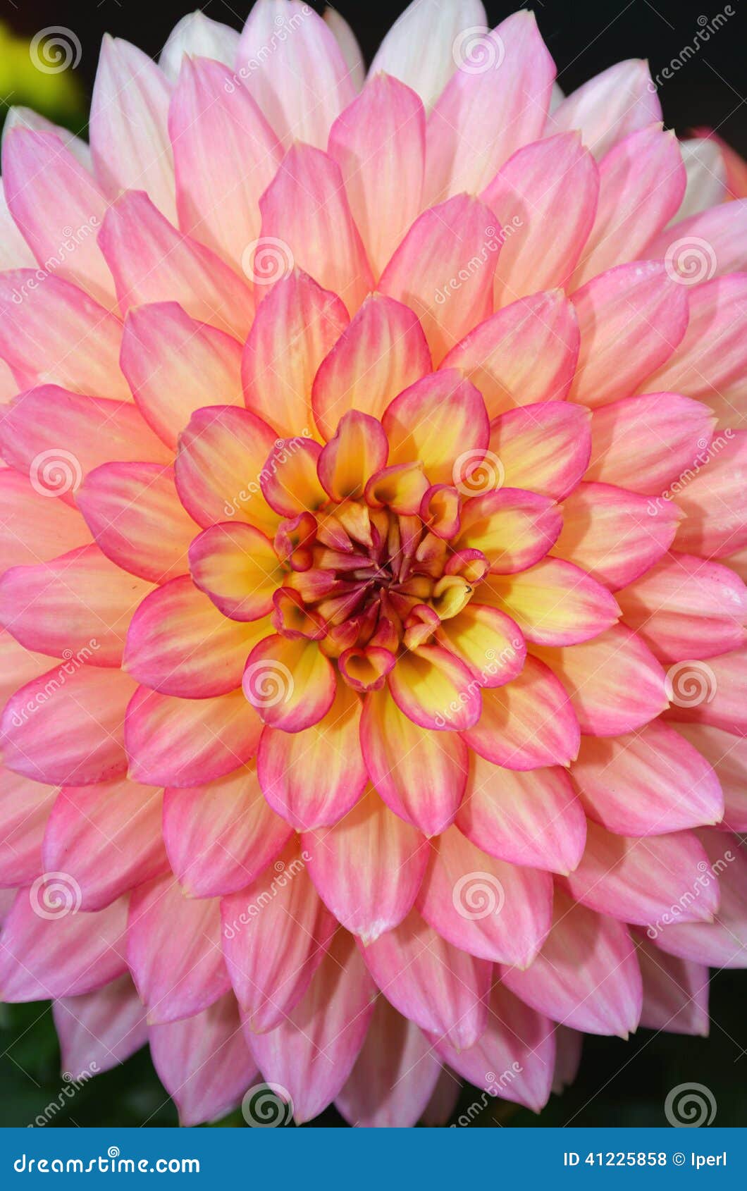 Fiori Gialli E Rosa.Pink And Yellow Dahlia Flower Stock Photo Image Of Garden