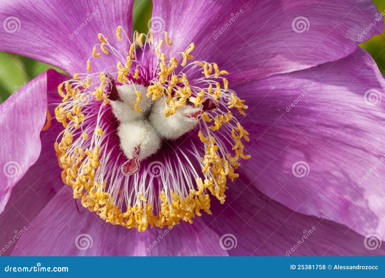 Pink and yellow flower stock photo. Image of peon, detail 25381758