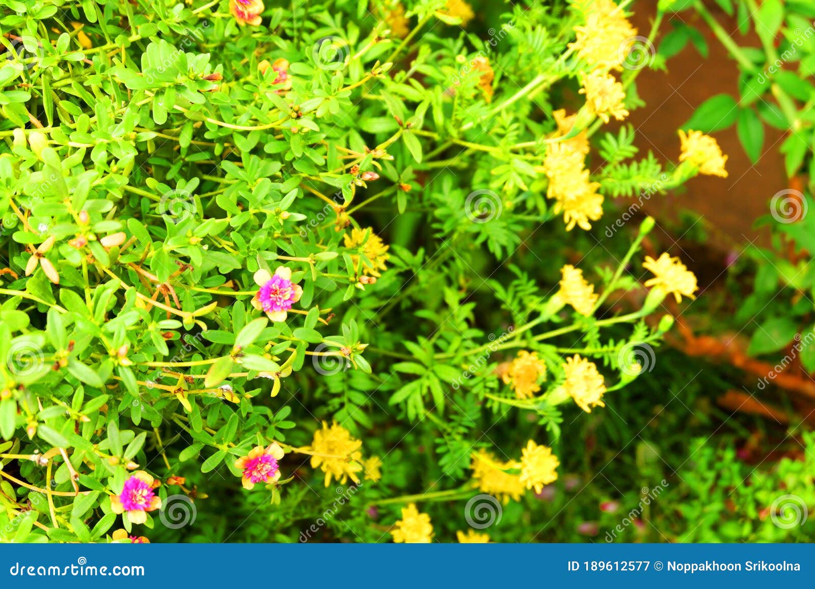 Pink and Yellow Flower in Garden Stock Image Image of colour, garden