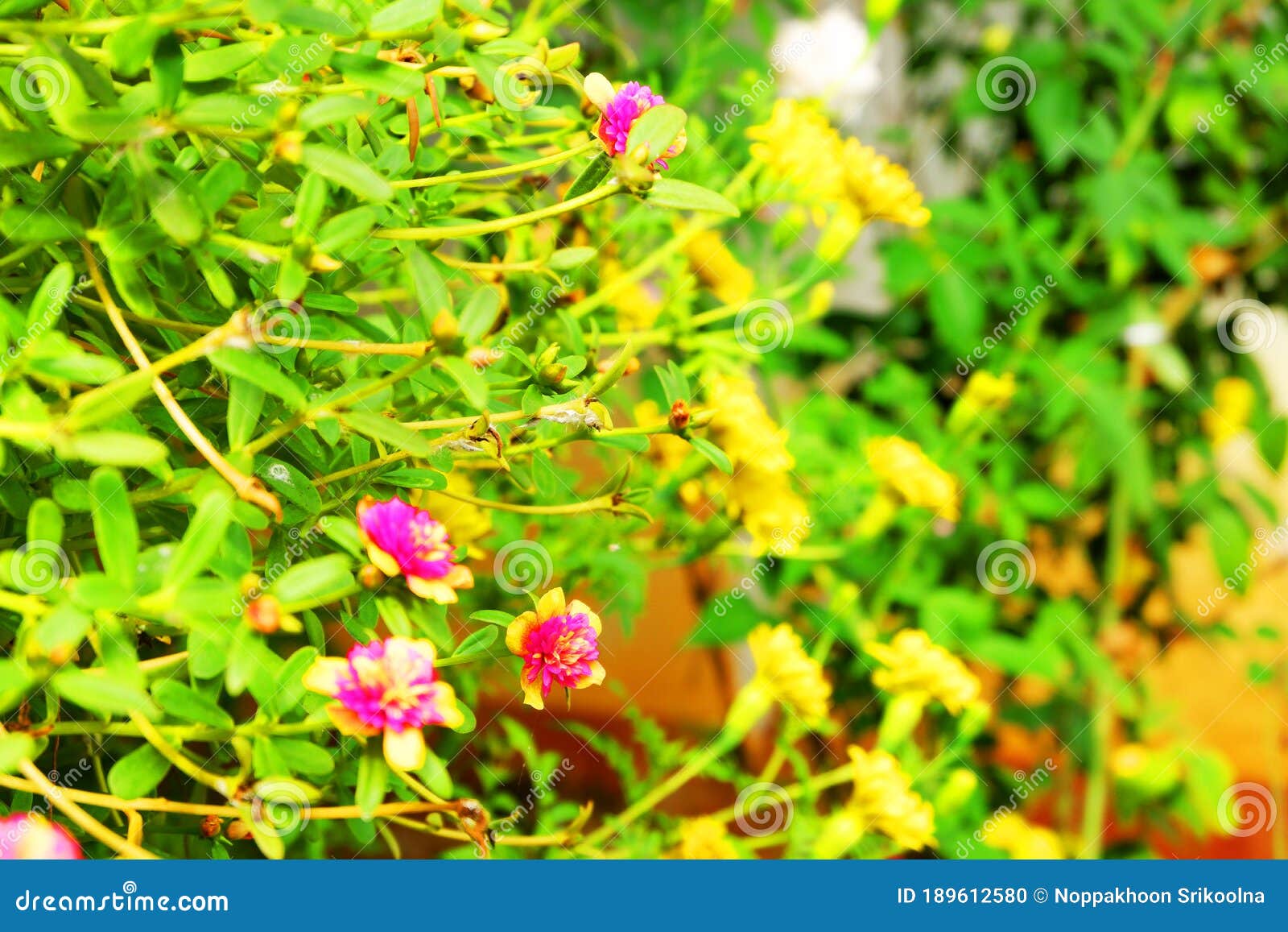 Pink and Yellow Flower in Garden Stock Photo Image of colour, garden