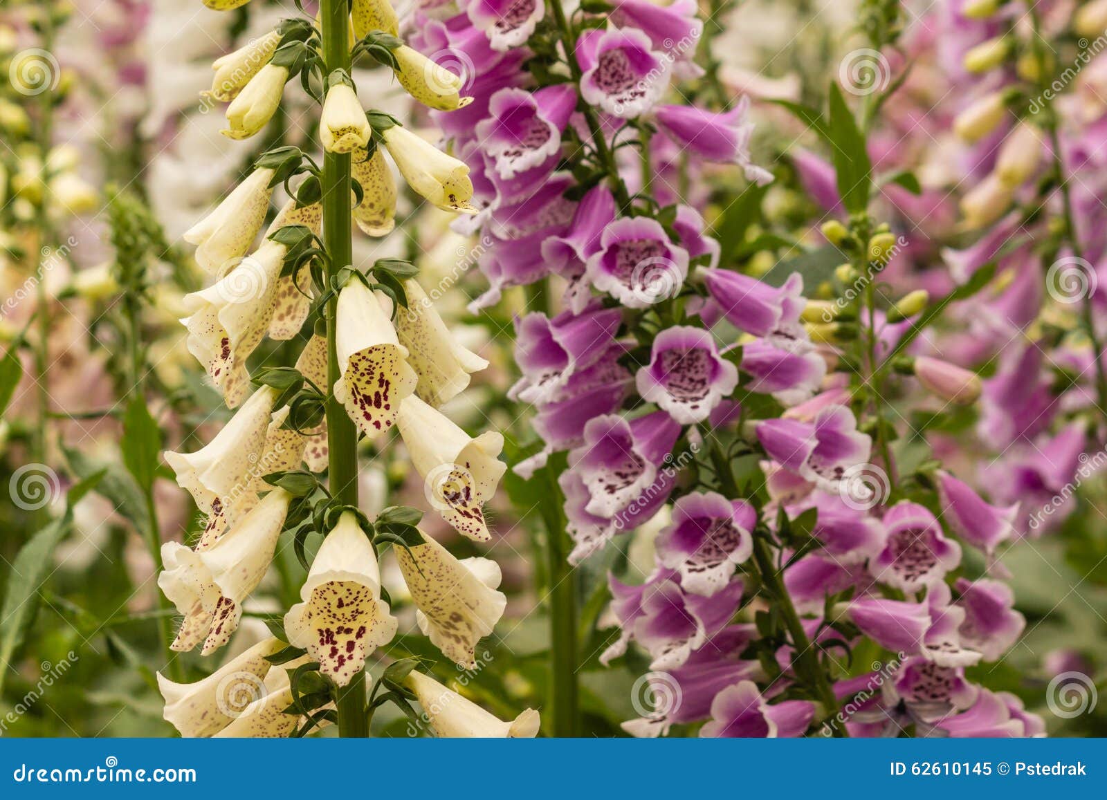Foxglove Flowers Stock Photo 14901324
