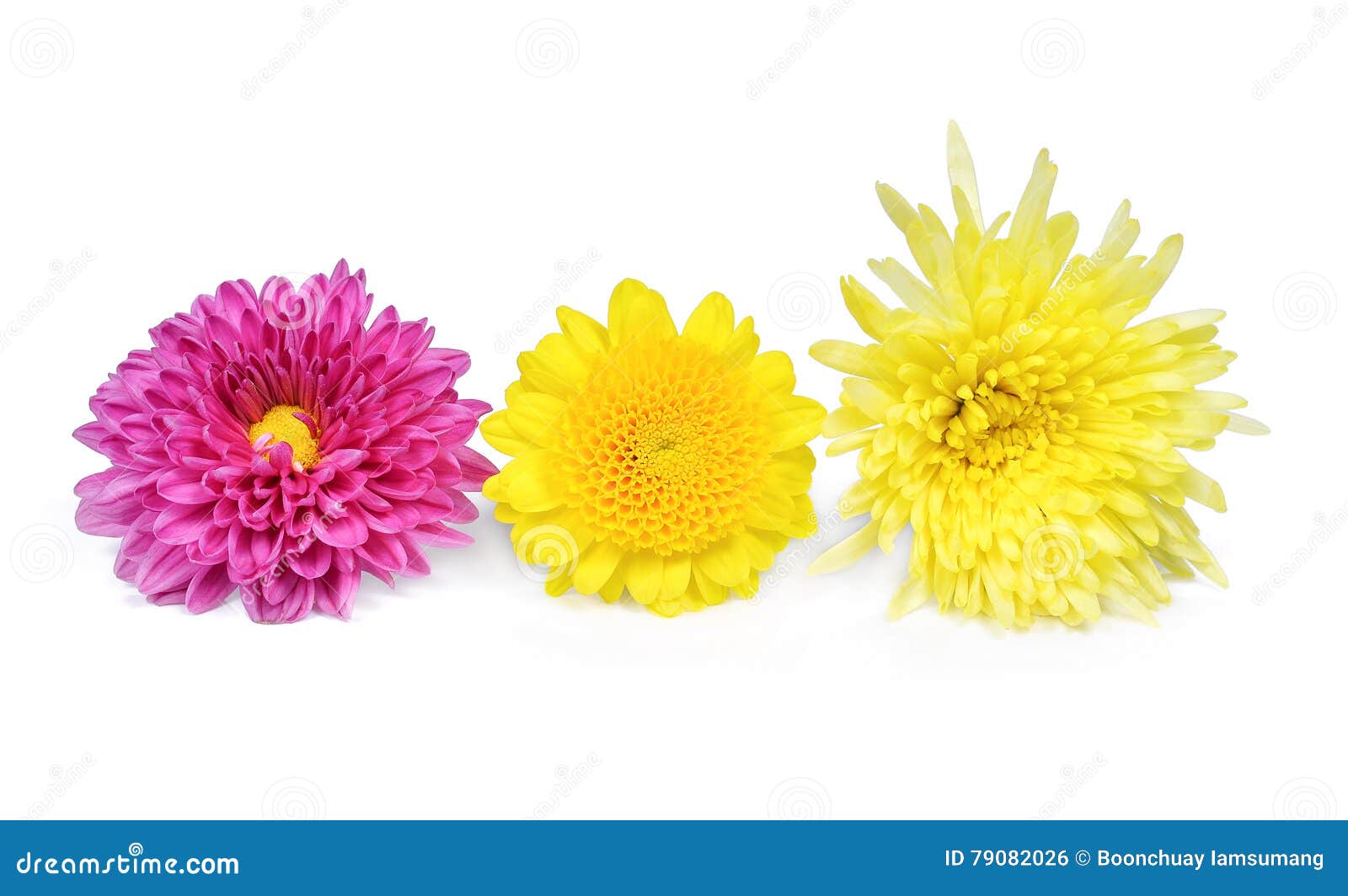 Pink ,yellow and Purple Flower Isolated on White Stock Photo Image of bachelor, freshness