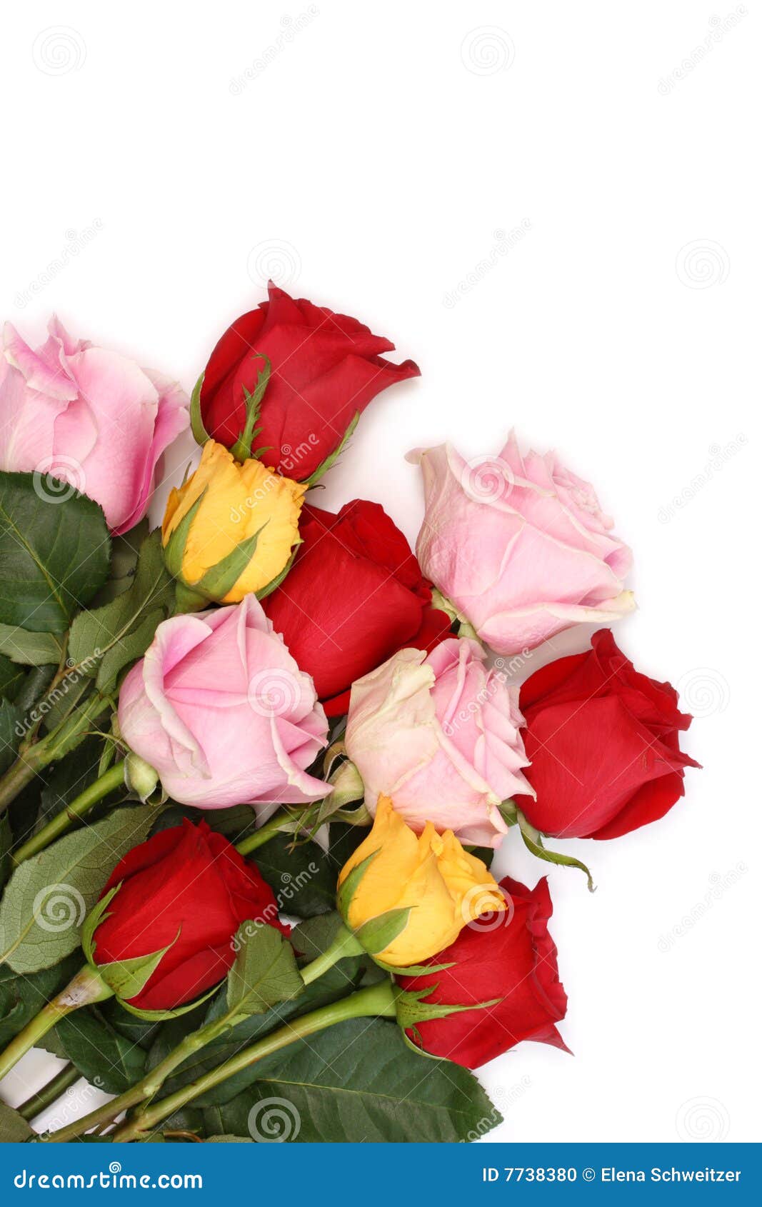 Pink, Yellow And Red Roses Stock Photo Image 7738380