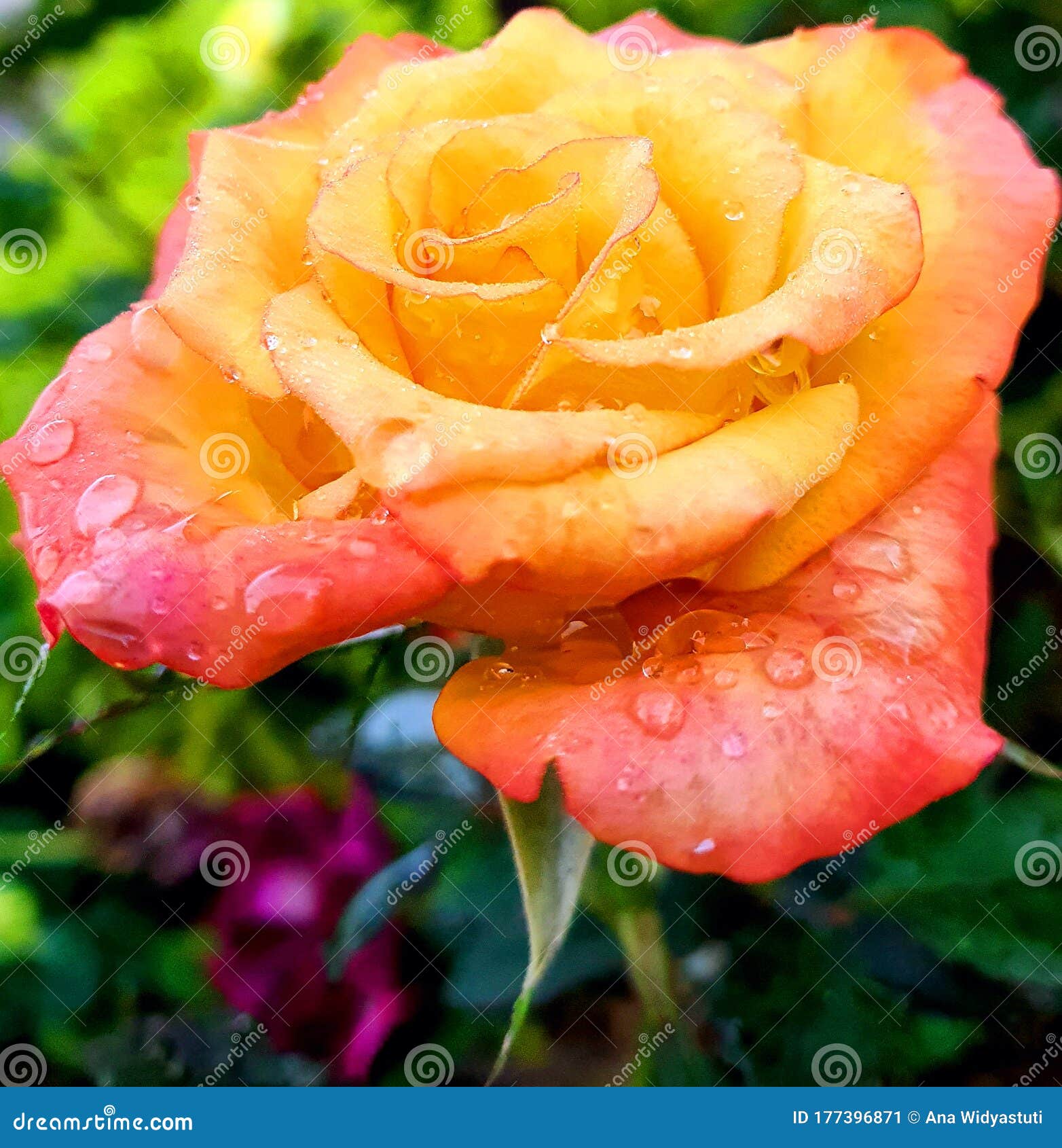 A Pink Yellow Rose in the Park Stock Image Image of floral, park