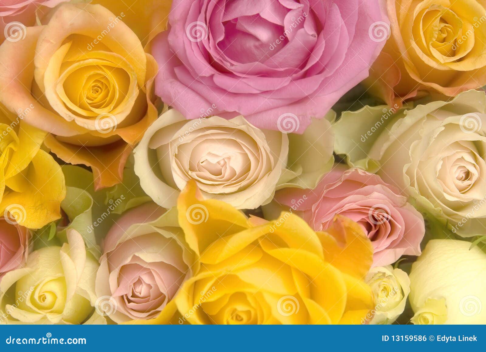 Roses On A Pale Yellow And Pink Pastel Background Stock Photo, Picture and  Royalty Free Image. Image 106641539.