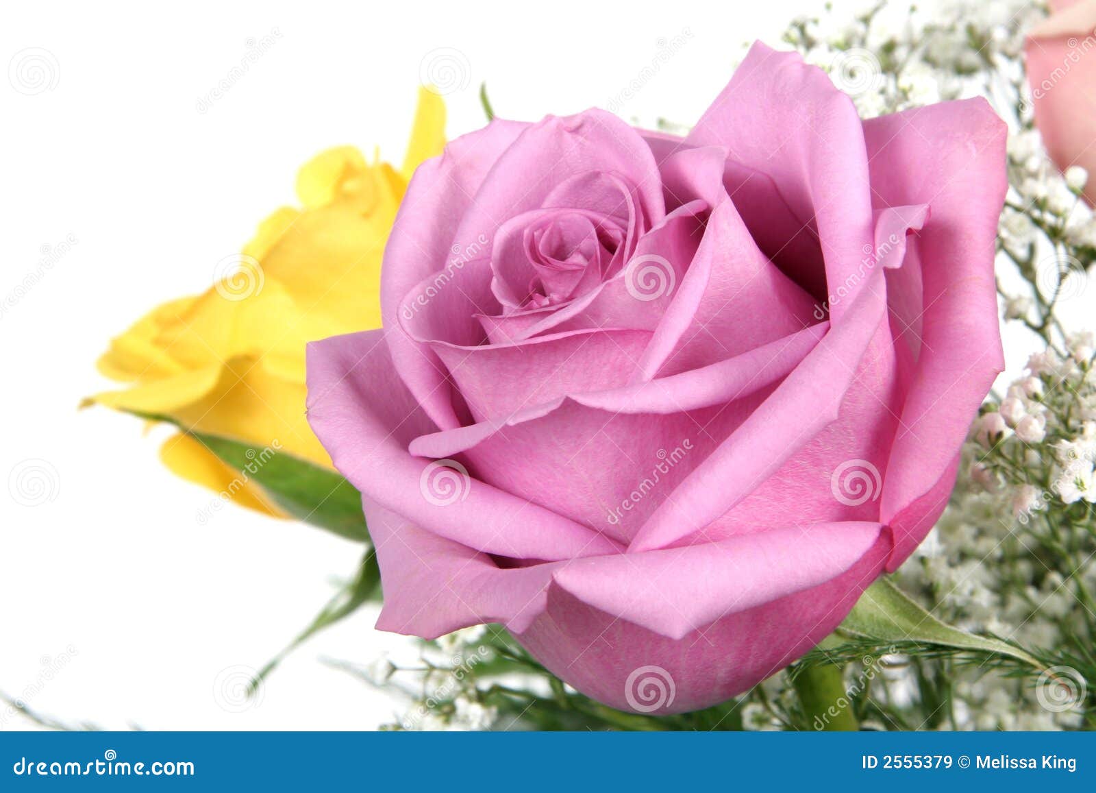 Pink and yellow roses stock image. Image of flowers, colorful 2555379