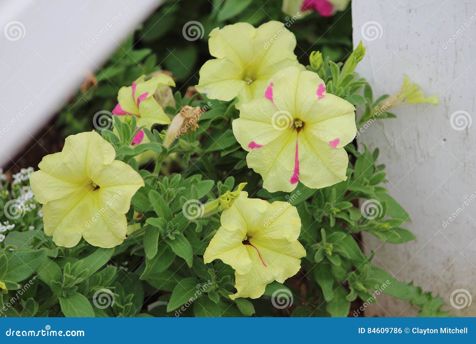 Pink and Yellow Summer Bloom Stock Photo Image of flowers, clouds