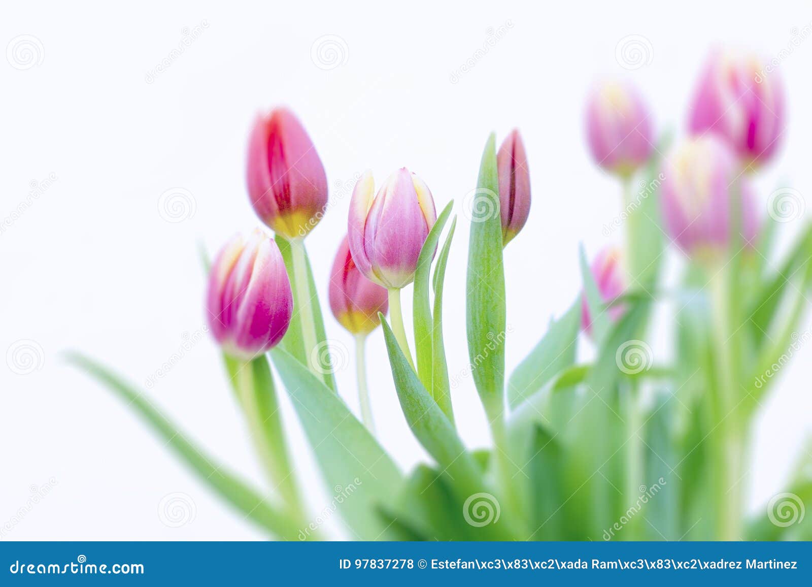 pink and yellow tulips