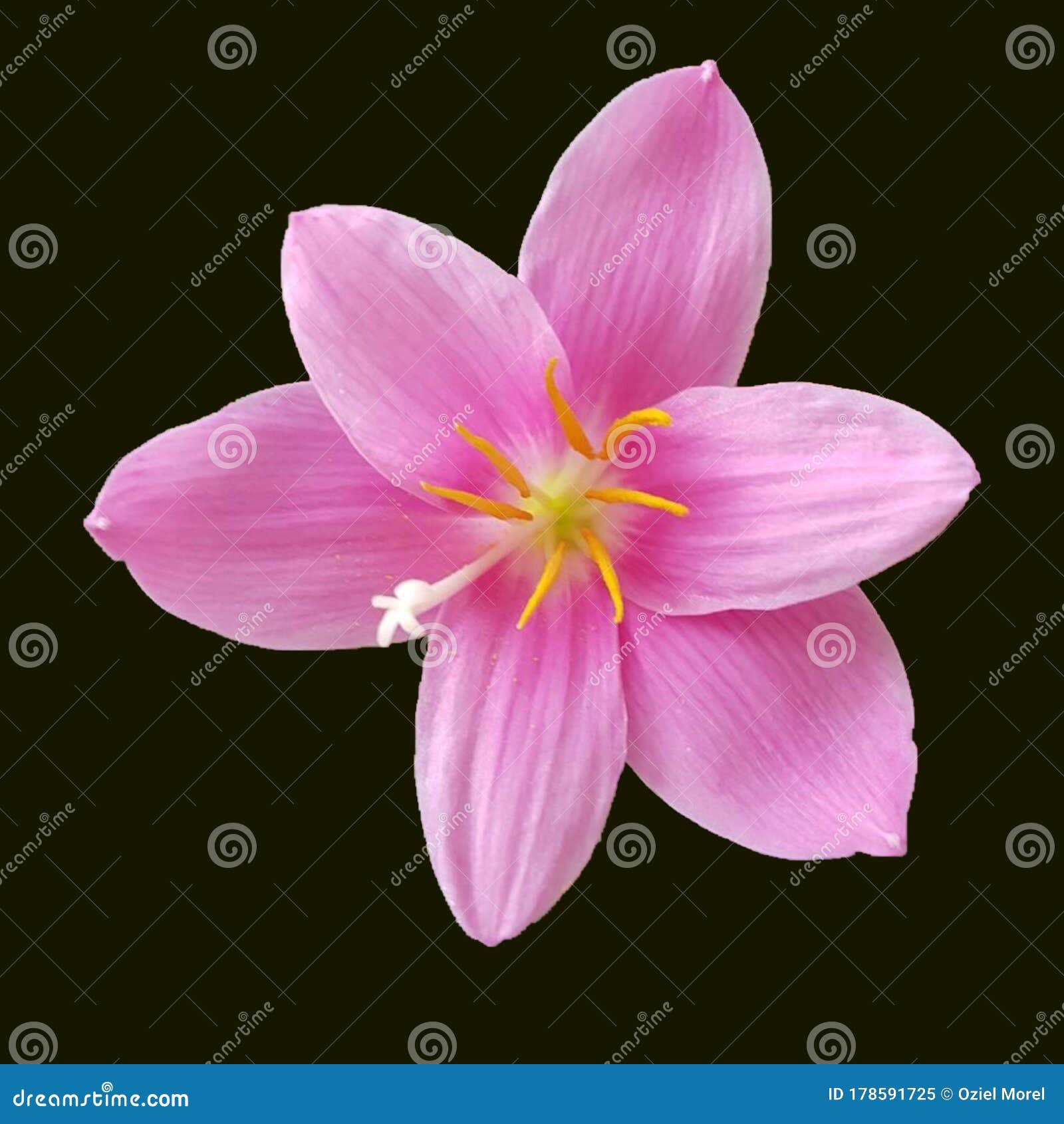 Pink Yellow and White Flower Stock Image Image of blossom, purple 178591725