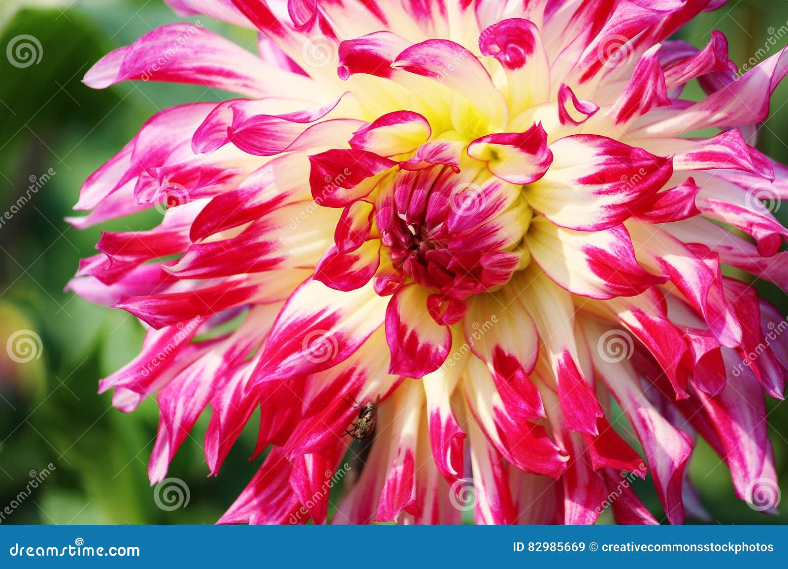 Pink Yellow White Flower Picture. Image 82985669