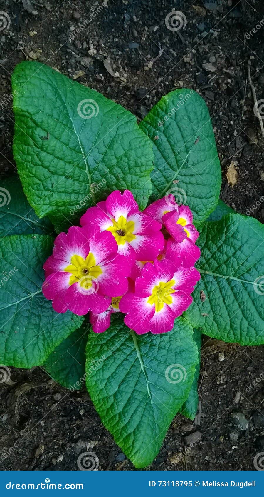 Pink Yellow and White Flowers Stock Image Image of pink, flowers 73118795