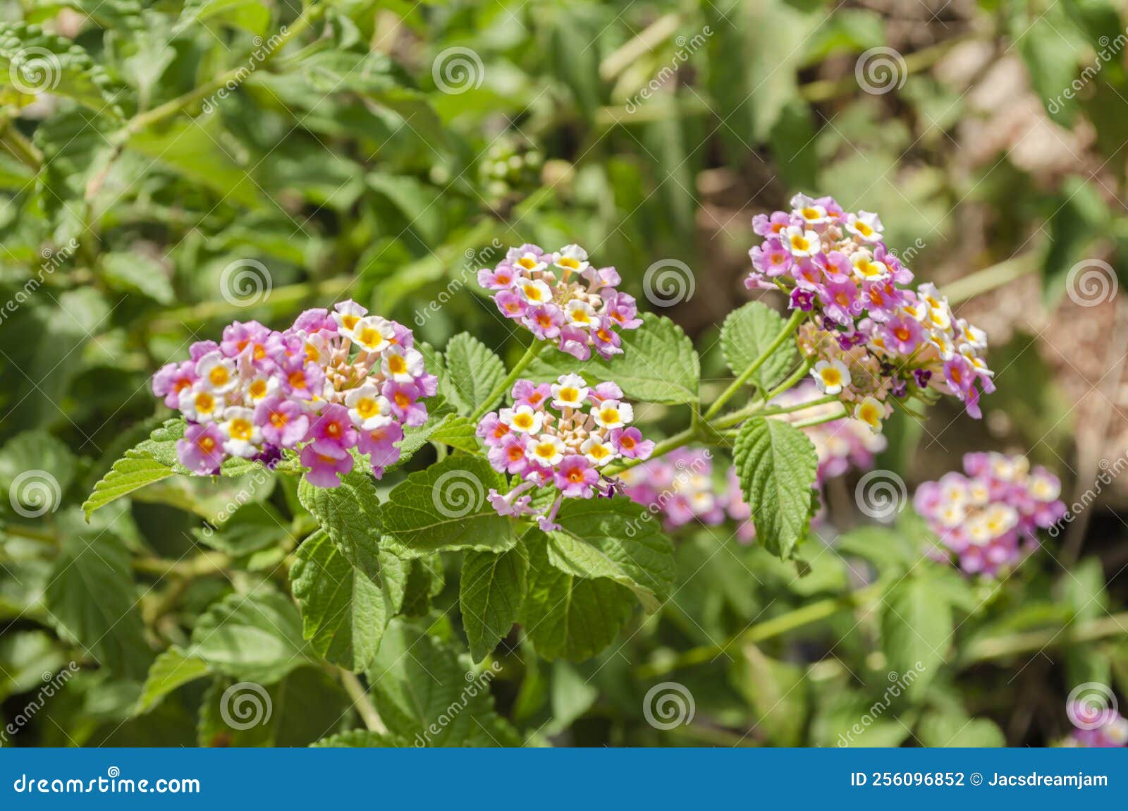 pink, yellow and white, lantana flowers