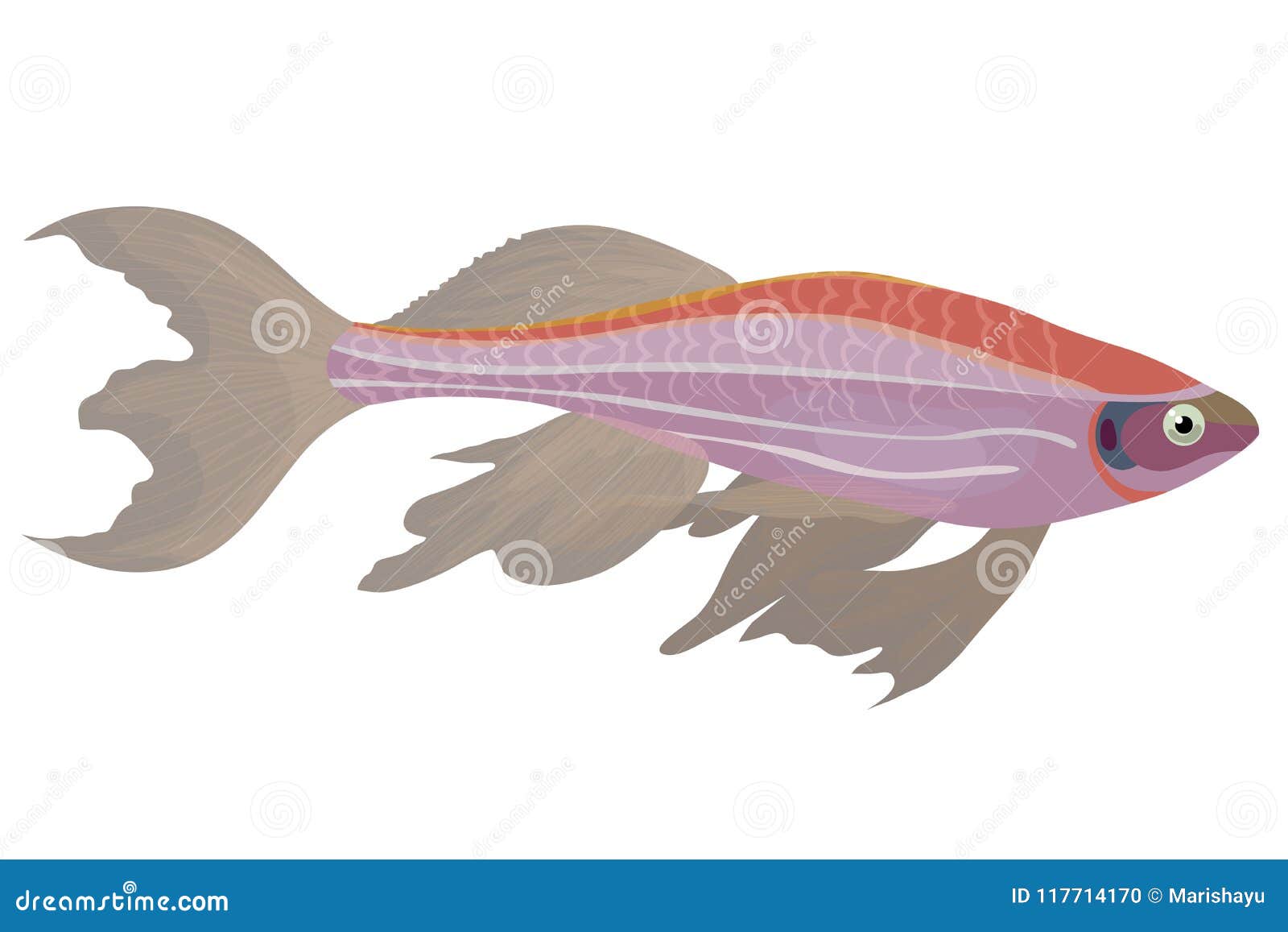 Pink Zebra Danio Aquarium Fish Stock Vector - Illustration of