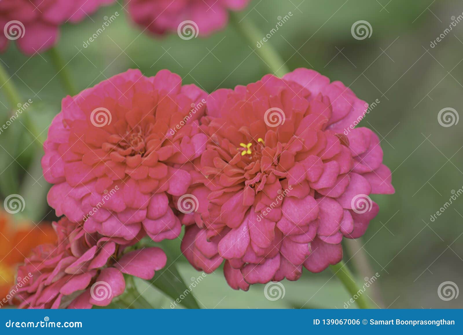 Pink Zinnia Bright Colors Attract Insects Stock Photo Image of