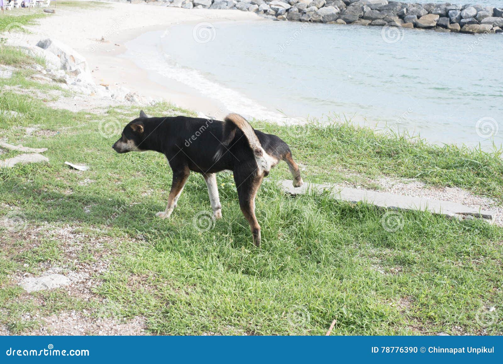 Pinkelnder Hund stockfoto. Bild von nett, hunde, säugetier 78776390