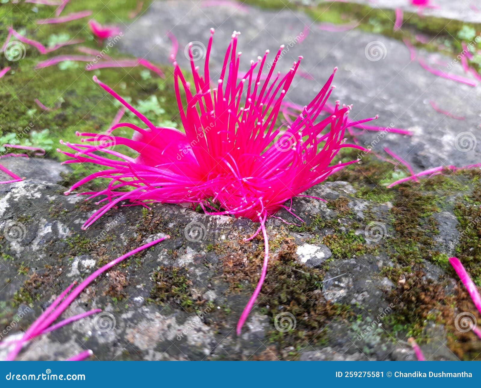 Pinkish flower on a rock stock image. Image of rock 259275581