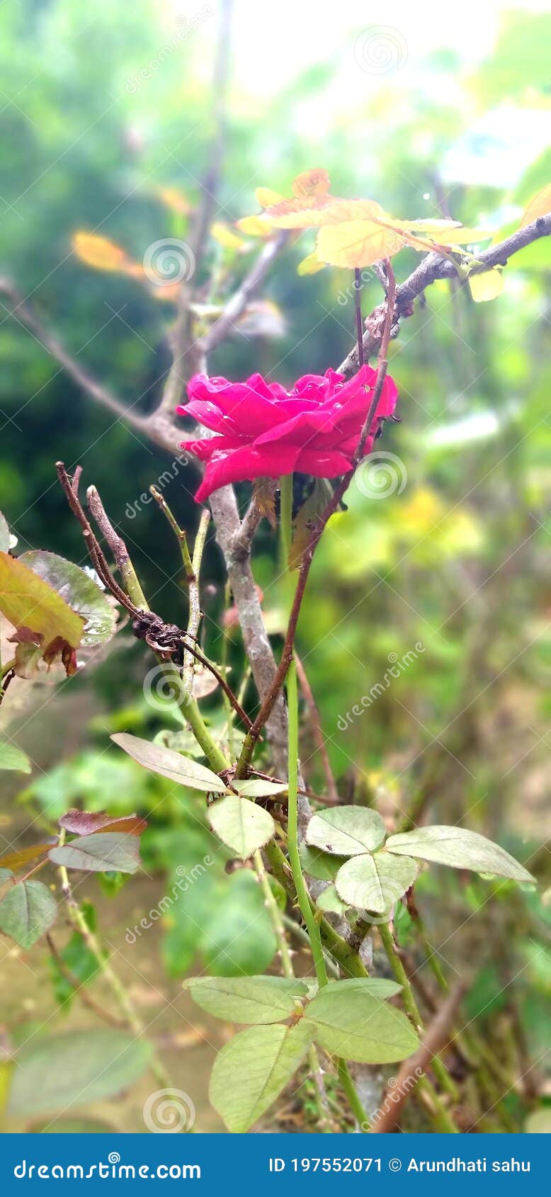 Pinkish Rose with Throne in the Garden Stock Image - Image of