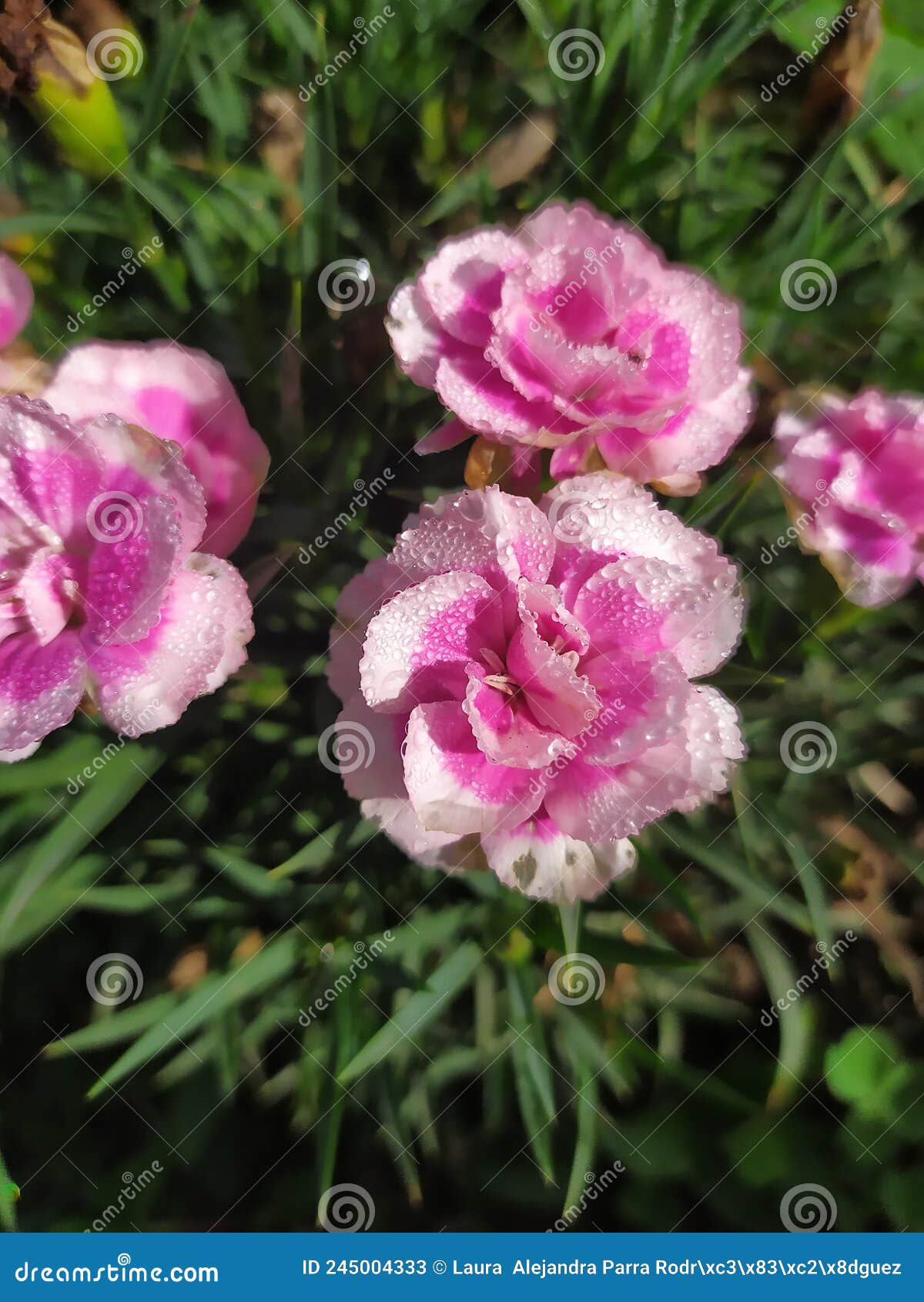 pinks dianthus clavel with dew drops. un grupo de claveles rosados con gotas de rocÃÂ­o