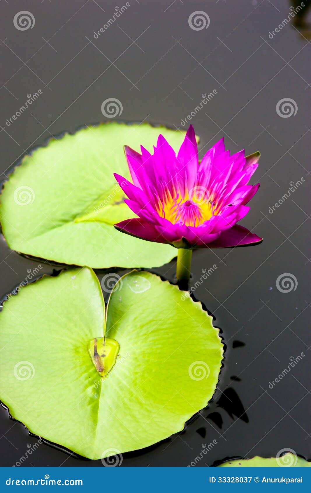 pinkwater lily