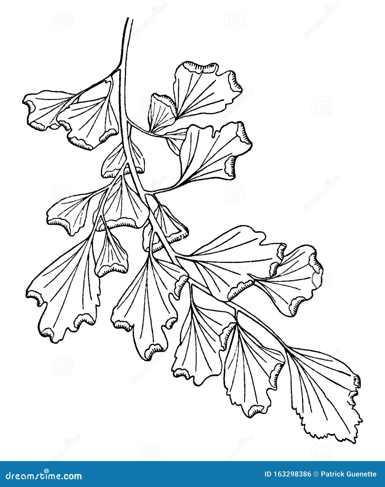 pinna of adiantum capillus-veneris vintage 