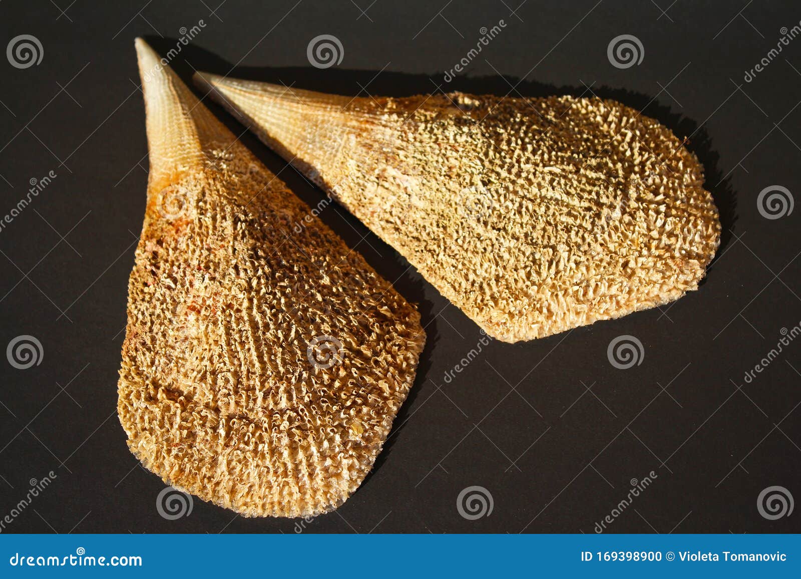 pinna nobilis, noble pen shelsl, macro photography, closeup