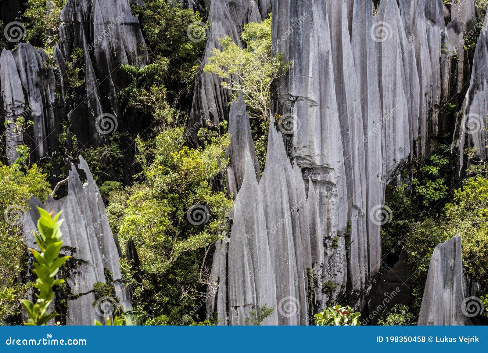 pinnacles in gunung mulu national park borneo malasia.