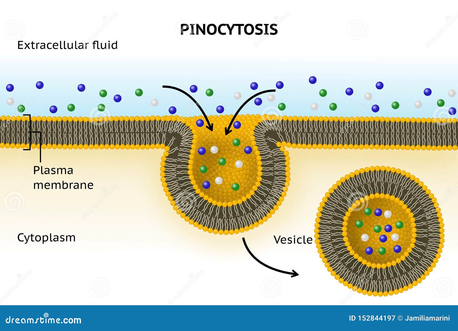 pinocytosis. cell transport
