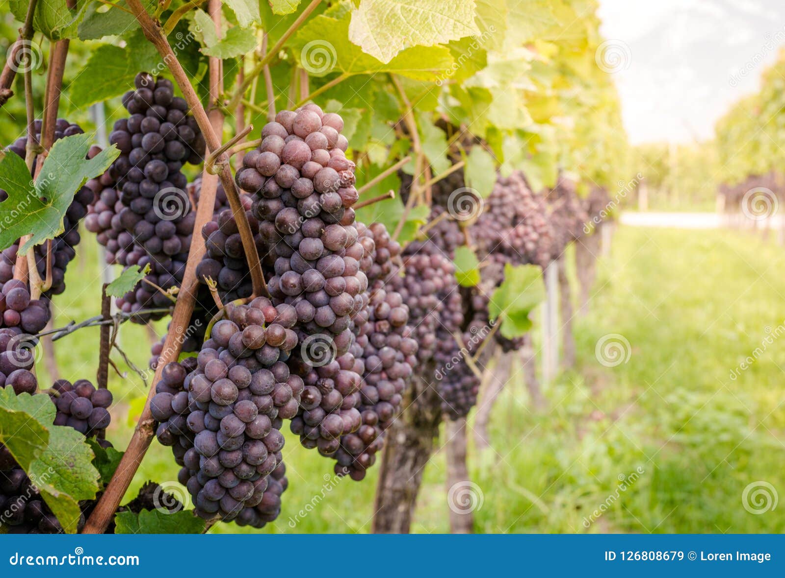 Pinot Grigio Grape Variety Pinot Grigio is a White Wine Grape Variety Pinot Grigio Grape Variety Pinot Grigio is a White Wine Grape Variety