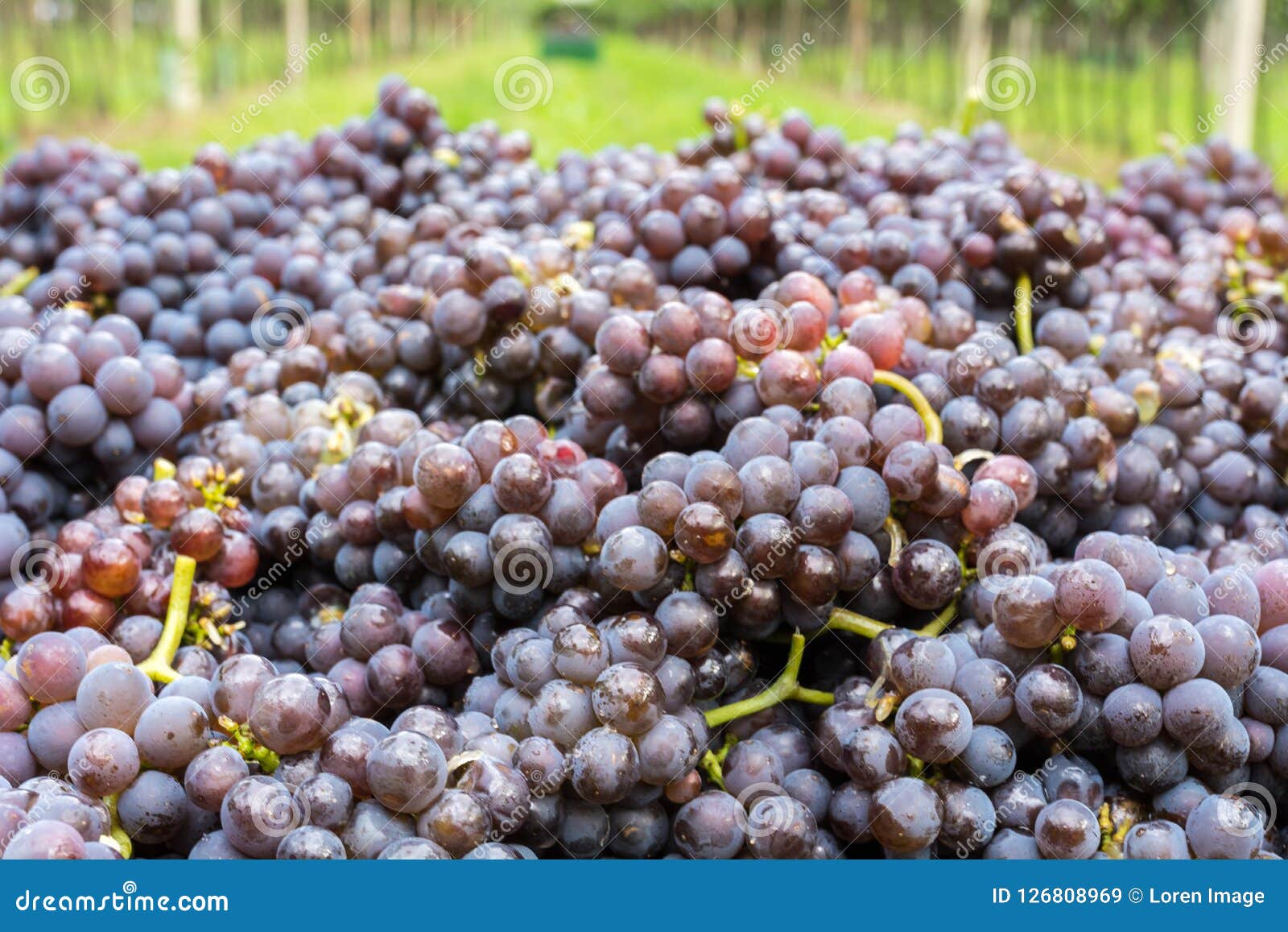 pinot grigio grape variety. ripe bunch of grapes during harvest at the vineyard of south tyrol/trentino alto adige, northern italy