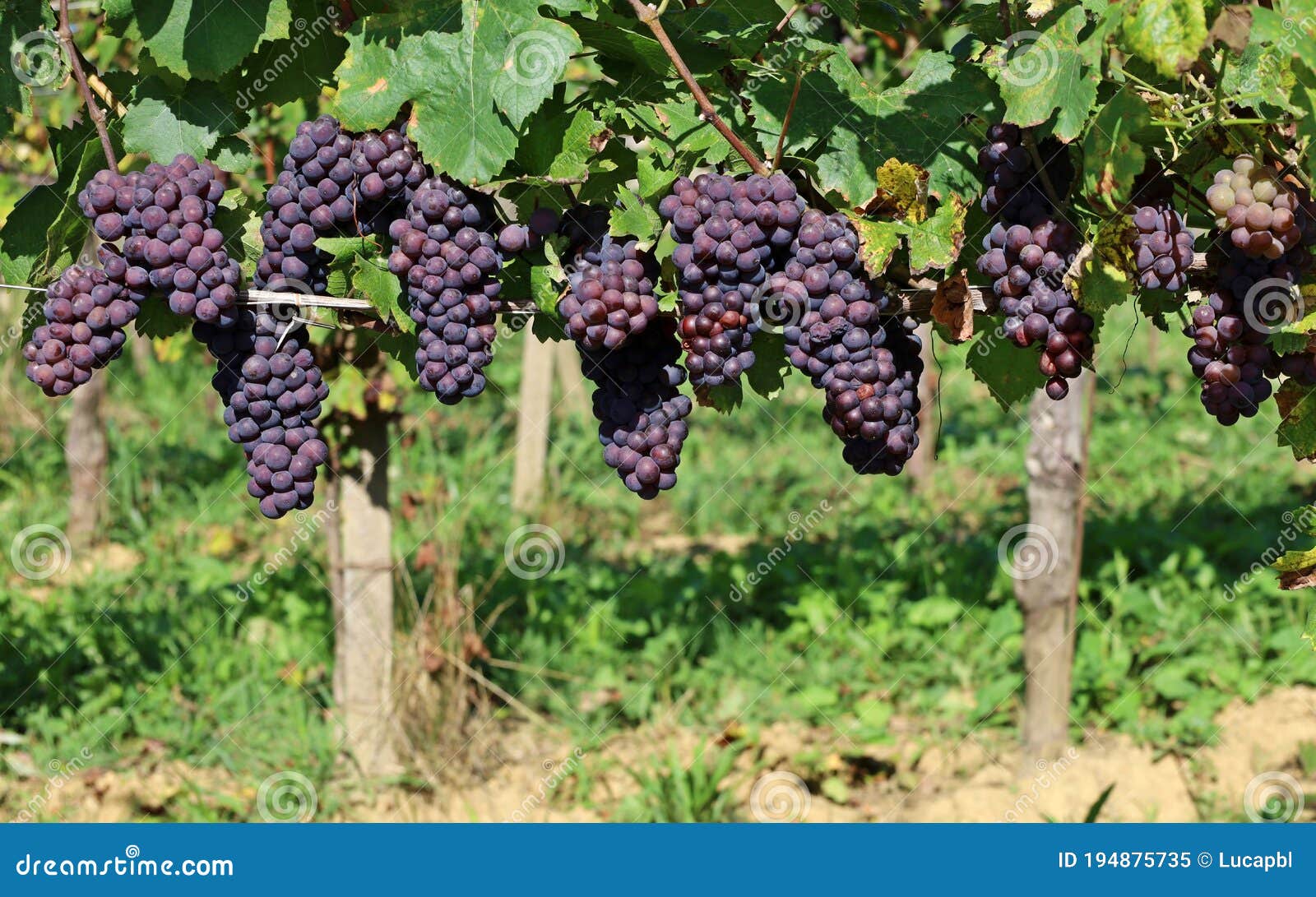 pinot gris grapes, blue brownish variety, hanging on vine
