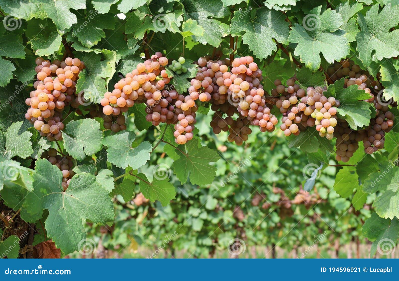 pinot gris grapes, brownish pink variety, hanging on vine few days before the harvest