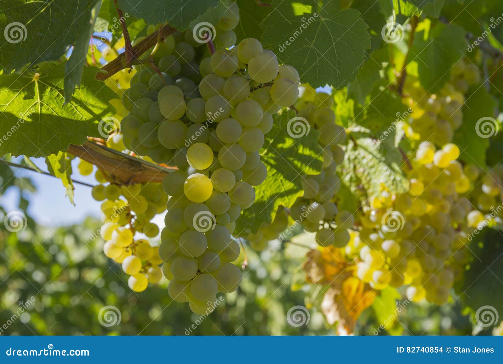 pinot gris grapes in vineyard okanagan kelowna british columbia canada