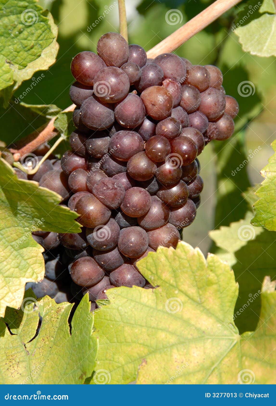 pinot gris/grigio grapes