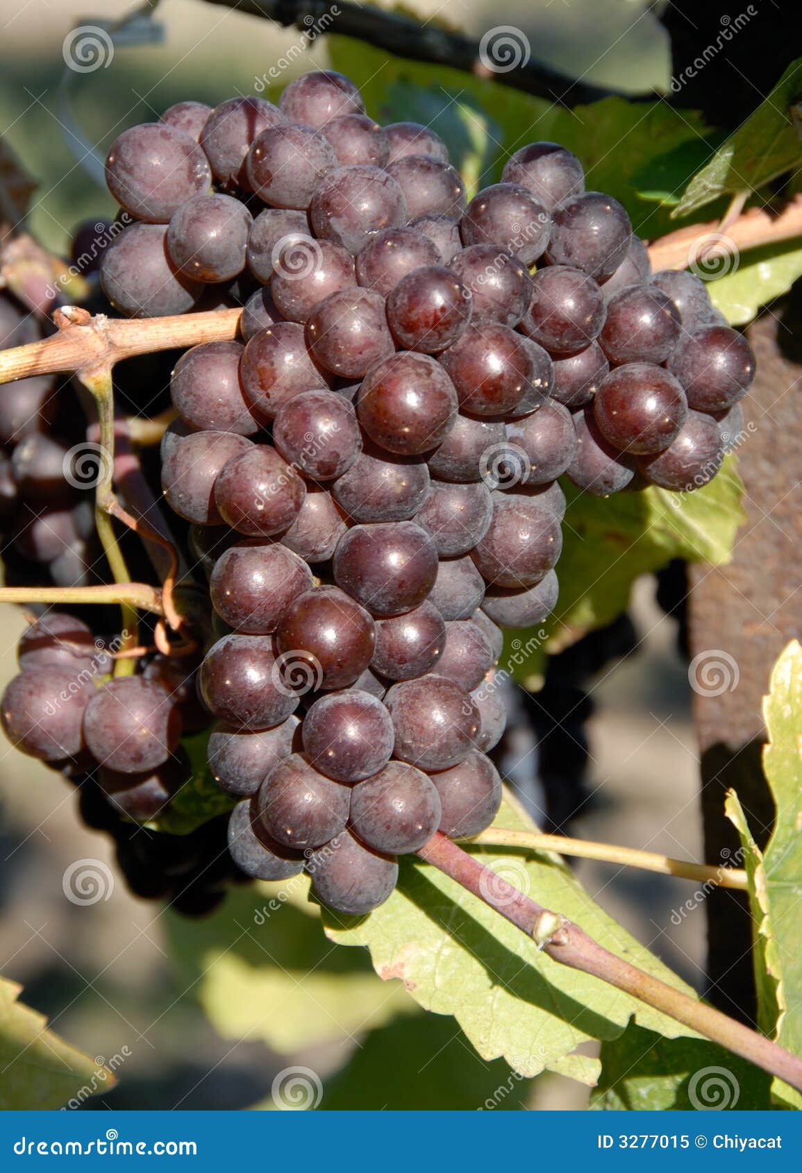 pinot gris/grigio grapes
