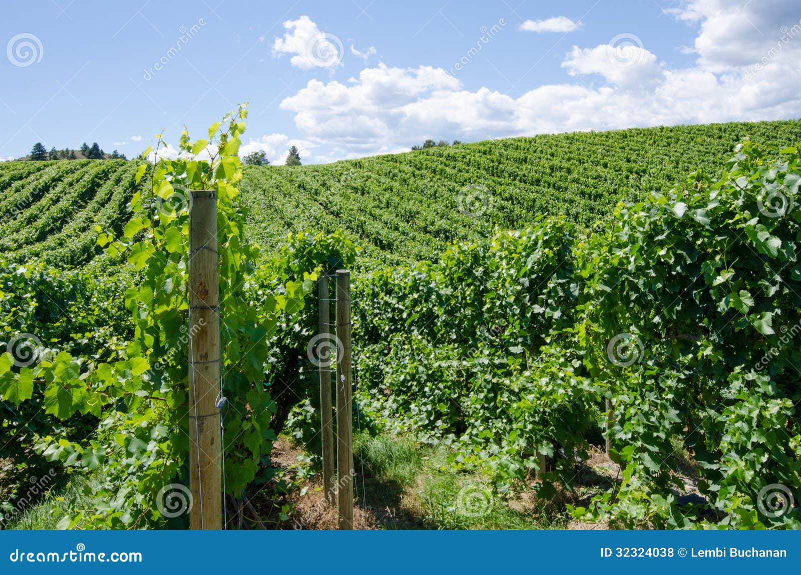 pinot gris vineyard in the okanagan