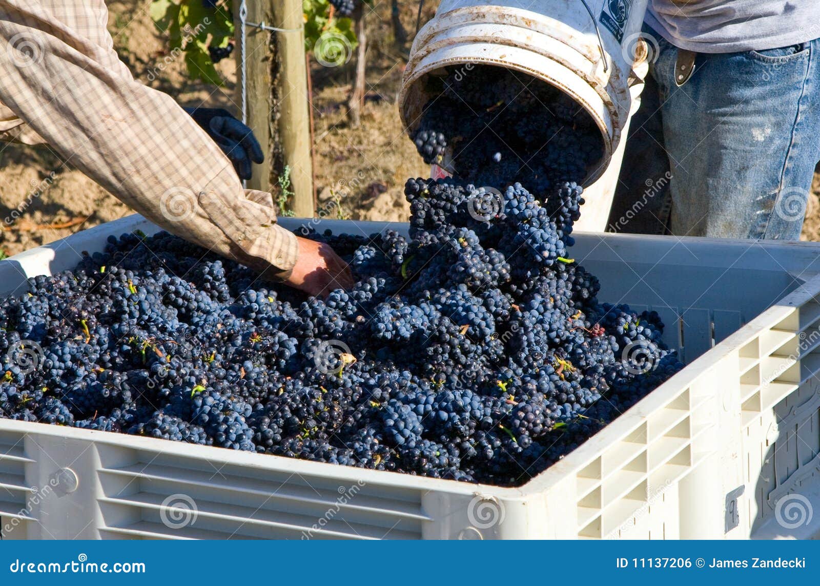 pinot noir grape harvest