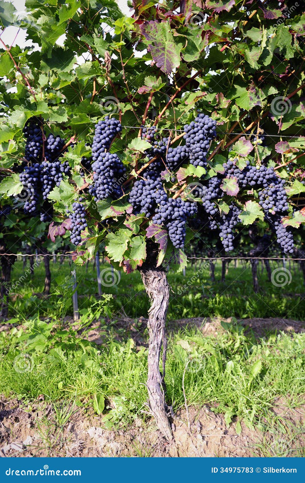 Pinot Noir Grapes in Rheinhessen, Germany Stock Image Image of pinot, harvest 34975783