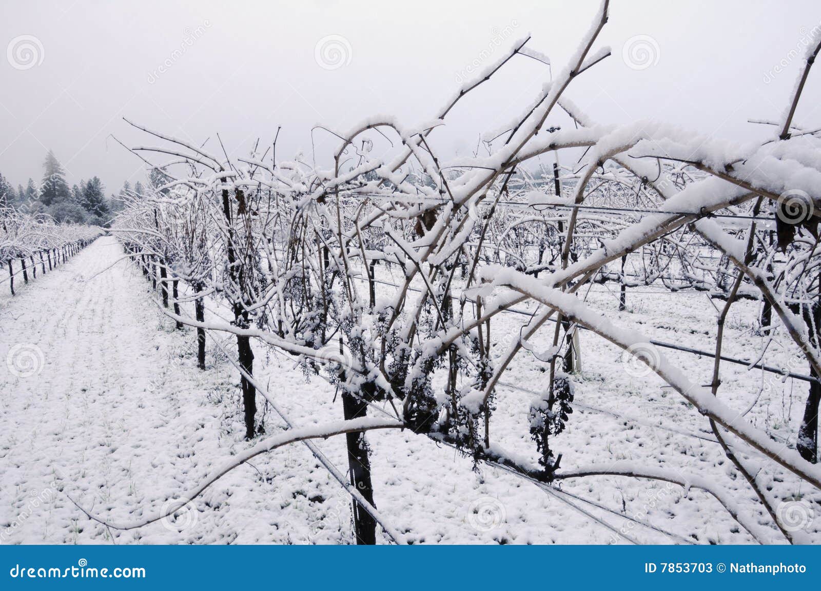 pinot noir vineyard in winter