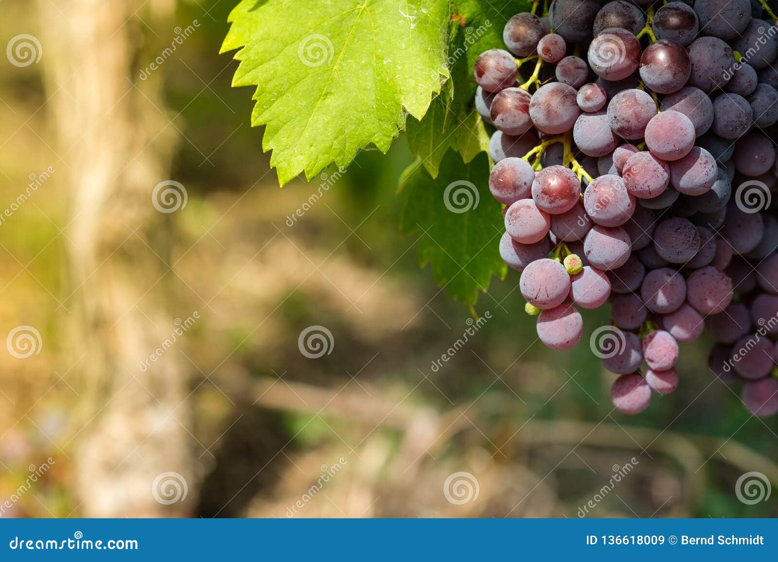 Pinot Noir Weinreben An Einer Rebe Stockbild Bild Von Reif Okologisch 136618009