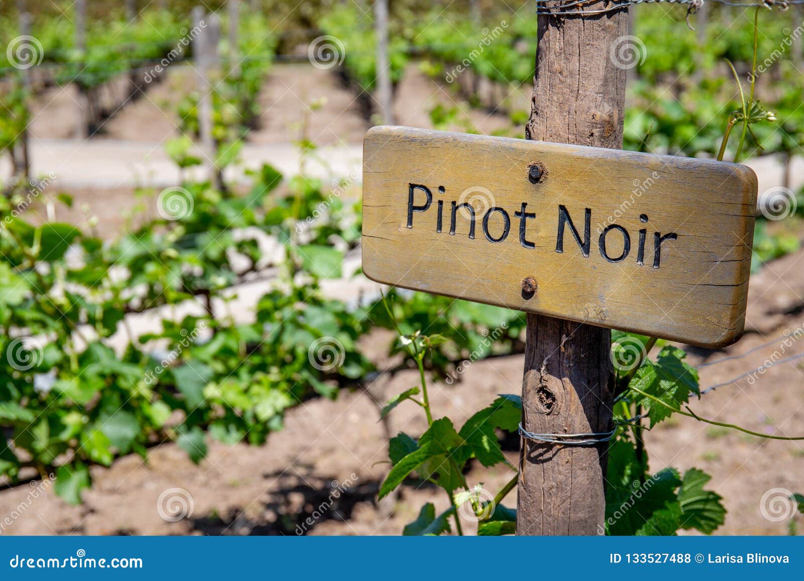 pinot noir wine sign on vineyard. vineyard landcape