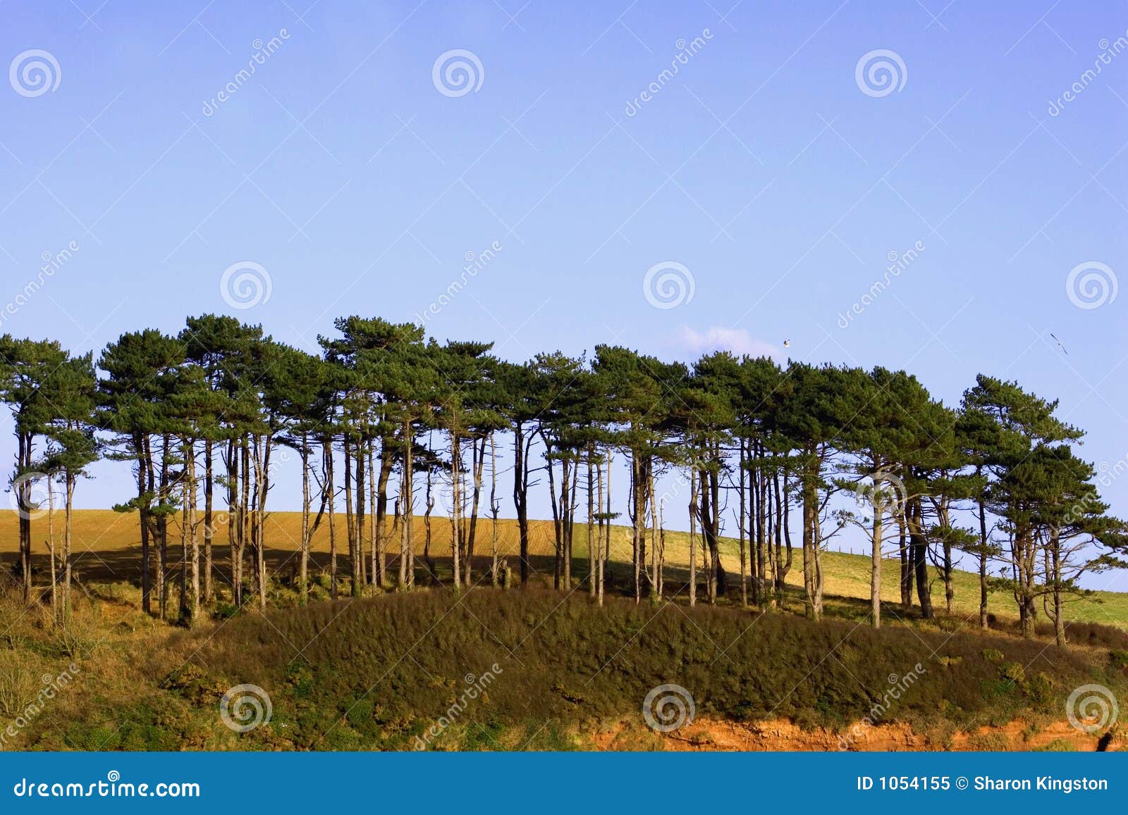 Pins maritimes image stock. Image du rural, accroissement 1054155